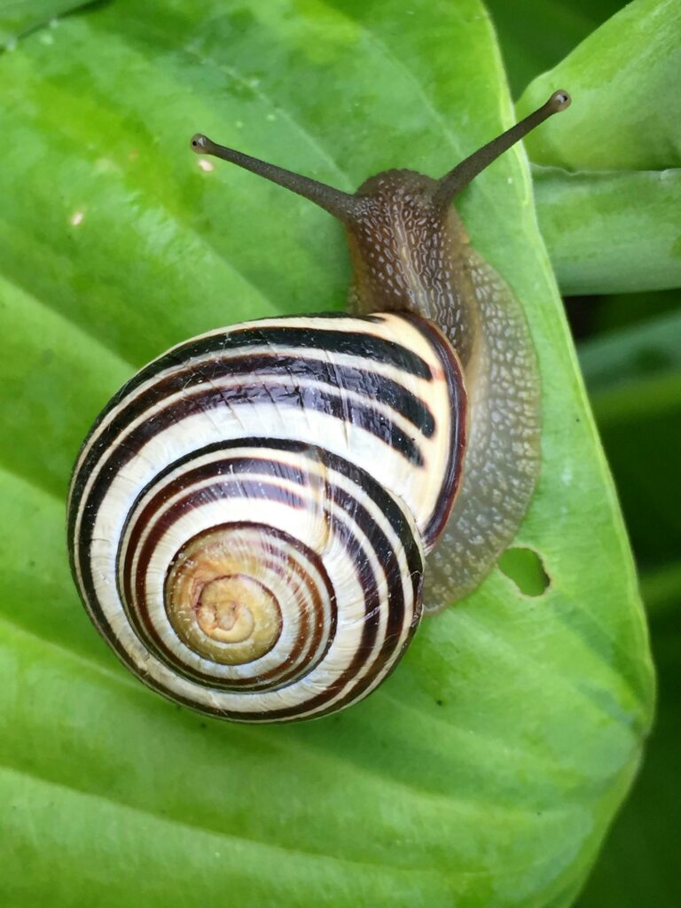 https://www.pexels.com/photo/white-black-and-brown-snail-on-green-leaf-209074/