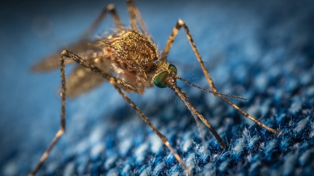 https://www.pexels.com/photo/macro-photo-of-a-brown-mosquito-1685610/